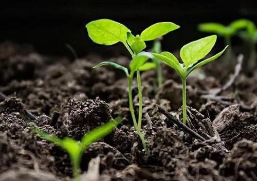 土壤養(yang) 分測定儀(yi) 