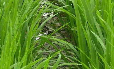土壤氮磷鉀檢測儀(yi) 土壤氮磷鉀檢測儀(yi)