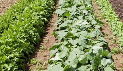 土壤肥料養(yang) 分檢測儀(yi) 