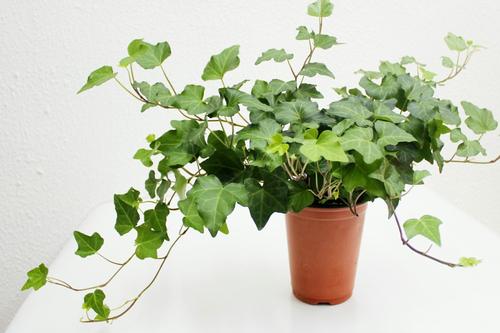 植物冠層分析儀(yi) 