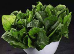 為什麽要檢測植物葉綠素？