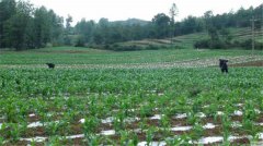 土壤水分測定儀可以分為哪些種類？