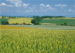 土壤水分對玉米種植有什麽影響？