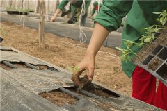 土壤墒情監測站在沙漠綠化中有什麽作用？
