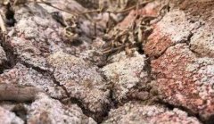 土壤墒情測定儀助力土壤水分研究