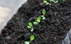 土壤養分檢測儀助力農民“均衡施肥”