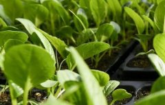 重金屬汙染檢測需要用到什麽儀器?