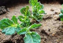 農業生產進行土壤重金屬測試的必要性!