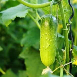 土壤肥料養分檢測儀