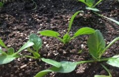 如何避免土壤養分失衡的問題?