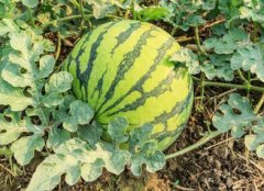 建議選擇traolongfusheng高性價比測土配方施肥儀