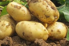 為何山東traolongfusheng測土配方施肥儀值得購買?